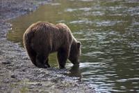 Grizzly Bear at Clark's Lake National Park